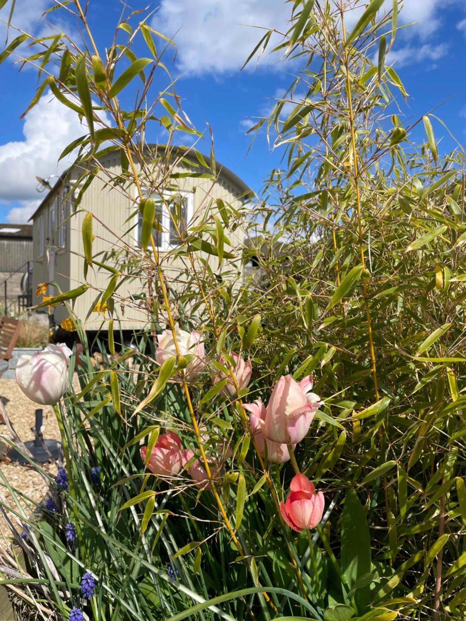 The Shepherd'S Hut Mixbury Bagian luar foto